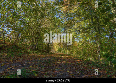 Sentier de randonnée dans l'Eifel en automne. Tapis de feuilles de hêtre. Banque D'Images