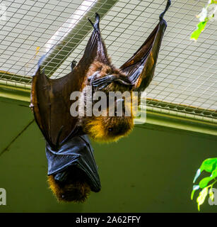 Libre de rodrigues flying fox au plafond, tropical mega bat, en voie de disparition Espèce animale d'Afrique Banque D'Images