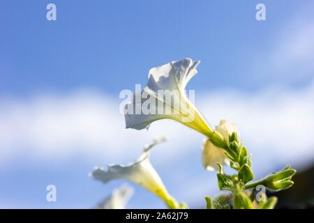 Un portrait de certaines fleurs trompette de l'ange avec un ciel bleu avec quelques nuages blancs derrière eux. Banque D'Images