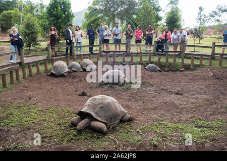 Maurice tortues géantes ; un groupe de tortues géantes d'Aldabra ( Aldabrachelys gigantea) ; et les touristes à Chamarel, Ile Maurice Banque D'Images