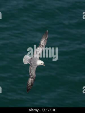 Fulmar en vol au-dessus de la mer. Vue d'en haut Banque D'Images