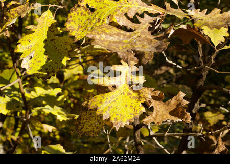 Close up vue texture marbrée de chêne jaune les feuilles des arbres sur une journée ensoleillée d'automne Banque D'Images