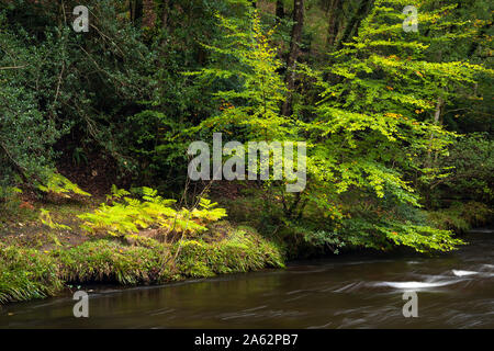 Des arbres sur la rive de la rivière Teign à Fingle Bridge sur Dartmoor National Park au début de l'automne Banque D'Images