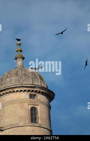 Les corneilles encerclant la tour de Wollaton Hall à Nottingham Banque D'Images