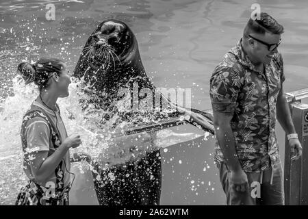 Orlando, Floride. Le 26 juillet 2019. Sea lion adorable éclabousser l'homme public avec sa fin dans la région de Sea Lion High show at Seaworld Banque D'Images