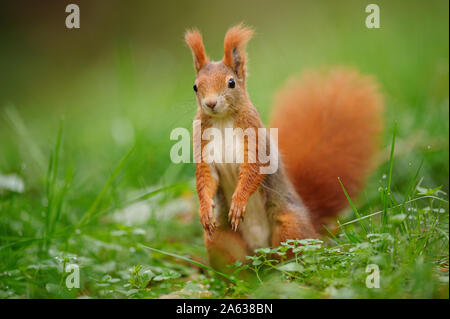 Écureuil rouge debout sur l'herbe verte. Banque D'Images