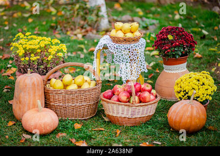 Composition d'automne avec des fleurs de chrysanthèmes, citrouilles, pommes rouges et jaunes, les poires dans un panier en osier dans le jardin d'automne. À l'extérieur. Banque D'Images