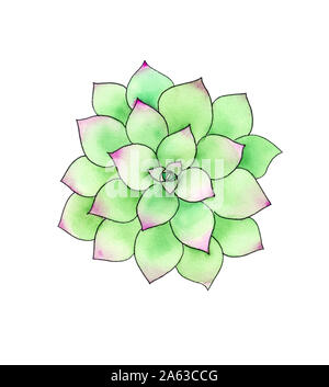 Colorful plante succulente. Echeveria. Hand drawn doodle croquis, aquarelle illustration Banque D'Images