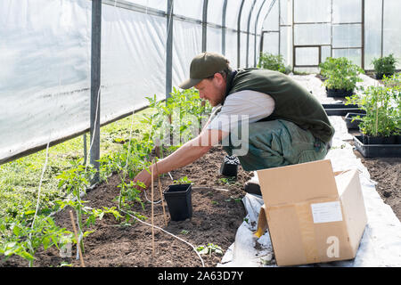 Avec l'homme commence dans une serre de plantes Banque D'Images