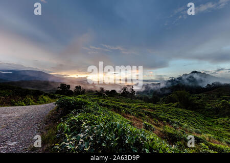 Coucher du soleil à la plantation de thé Banque D'Images