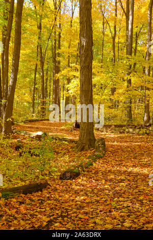 West Ridge Trail à Orillia Ontario Canada photographié à la fin de l'automne est l'un d'un certain nombre de sentiers de randonnée entretenus pour nous public par la ville de ou Banque D'Images