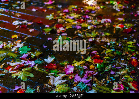 Les feuilles d'automne multicolore tombé sur un trottoir de brique des pluies Banque D'Images