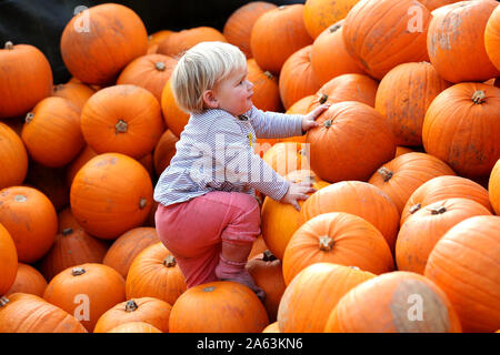 Sutton, West Sussex, UK. 23 Oct, 2019. Les membres du public bénéficiant d'une visite à Madehurst citrouilles, une ferme qui a été mise sur un événement et l'affichage de la citrouille pendant 51 ans ! Le mercredi 23 octobre 2019 © Sam Stephenson / Alamy Live News. Banque D'Images