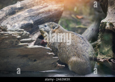 Rock Hyrax assis sur le plancher / provavia capensis Banque D'Images