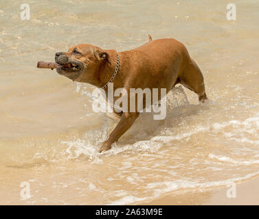 Le gingembre / brown dog splashing in water at beach avec stick il a récupéré sa bouche iin Banque D'Images