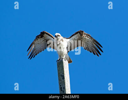 L'Est de l'Australie magnifique, Osprey Pandion cristatus, avec ailes déployées contre le ciel bleu qu'il lance lui-même en vol d'un perchoir élevé Banque D'Images