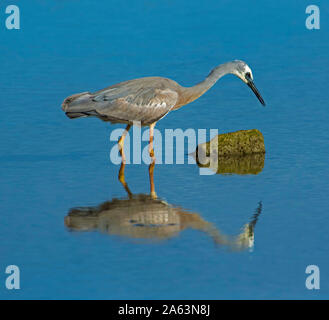 Vue imprenable sur Australian Aigrette à face blanche, Egretta novaehollandiae, debout et se reflètent dans une eau bleue à la plage tandis que la recherche de nourriture Banque D'Images