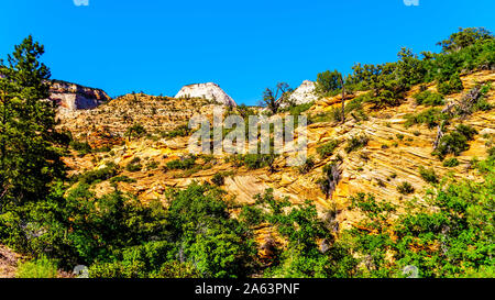 Le livre blanc, jaune et orange de la montagnes de grès et Mesas le long de l'Autoroute.Zion-Mt Carmel sur la jante de l'Est du Parc National Zion dans UT Banque D'Images