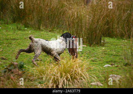 C'est un retriever recueille un oiseau lors d'une chasse au faisan sur la côte ouest de la Nouvelle-Zélande. Banque D'Images