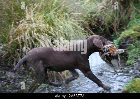 C'est un retriever recueille un oiseau lors d'une chasse au faisan sur la côte ouest de la Nouvelle-Zélande. En arrière-plan flou intentionnel de panoramique. Banque D'Images