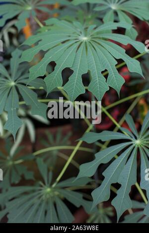 Manihot esculenta - feuilles de manioc close up. Banque D'Images