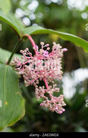 Medinilla myriantha - raisin rose medinilla. Banque D'Images