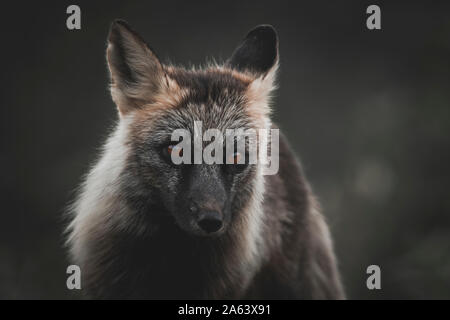 Une couleur rouge noir fox, Territoire du Yukon, Canada Banque D'Images