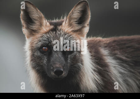 Une couleur rouge noir fox, Territoire du Yukon, Canada Banque D'Images