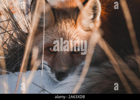 Le renard roux est de jeter dans la neige et regarde en direction de l'appareil photo (Vulpus Vulpus) (Territoire du Yukon) Banque D'Images