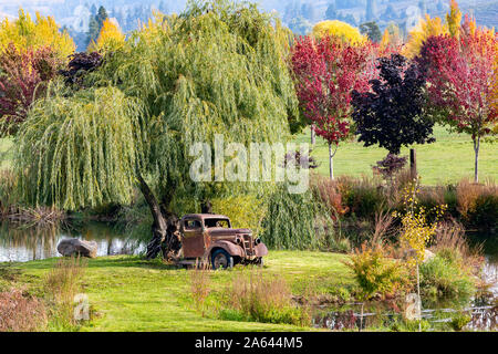 Des camions GMC 1938 rouillé Vintage assis sous un saule pleureur près d'un étang avec des couleurs d'automne et collines en arrière-plan à Hood River, Oregon, USA Banque D'Images
