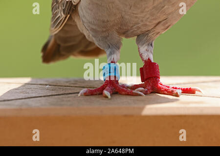 Tagged pieds d'un pigeon voyageur italien, pigeon ou domestiques messenger Latin pigeon Columba livia domestica ayant un reste de son long vol Banque D'Images