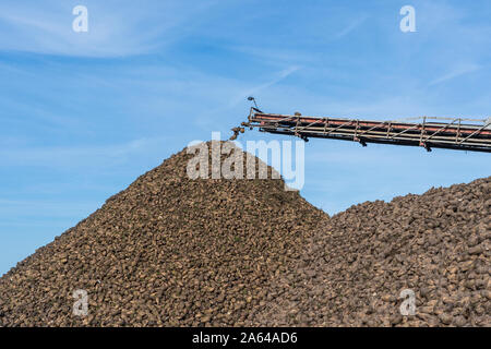 Convoyeur de grue de déchargement de moissonneuse-batteuse de la betterave à sucre. De travail de la machine de récolte sur les terres agricoles. Matériel agricole. Convoyeur de déchargement grue à remous Banque D'Images