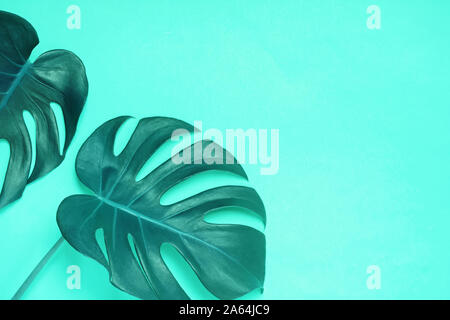 Big Green natural monstera lant feuilles sur fond jaune Banque D'Images