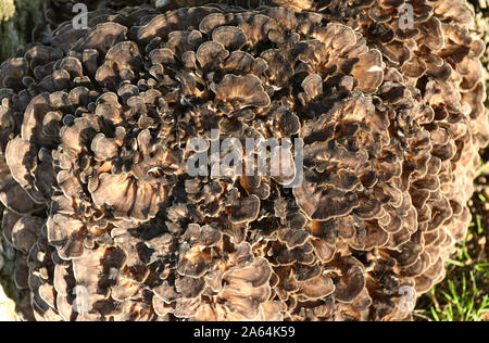 Poule des bois, champignons Grifola frondosa, croissante à la base d'un grand chêne. Il pousse souvent à la base d'un tronc où la foudre a struc Banque D'Images