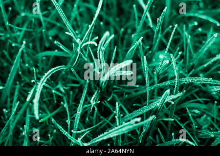 Premières gelées sur menthe verte de l'herbe, la fin de l'automne. Fond naturel. Vue de dessus, Close up. Banque D'Images