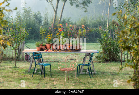 Table en verger avec des plantes à fleurs en pot Banque D'Images