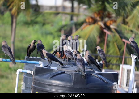 Groupe de corbeaux noirs dans la nature Banque D'Images