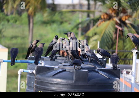 Groupe de corbeaux noirs dans la nature Banque D'Images