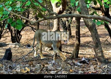 Lionne dans Sanctuaire de faune de Gir, dans le Gujarat, Inde, Asie Banque D'Images