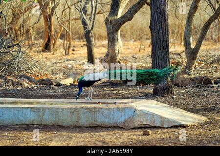 Paons indiens à réservoir d'eau, Sanctuaire de faune de Gir, dans le Gujarat, Inde, Asie Banque D'Images