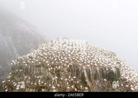 Colonie de reproduction d'oiseaux aperçu avec Fou de Bassan (Morus bassanus), réserve écologique de Cape St. Mary's, Terre-Neuve, Canada Banque D'Images