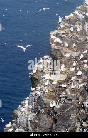 Colonie de reproduction des oiseaux falaise avec flying Fou de Bassan (Morus bassanus) nid, réserve écologique de Cape St. Mary's, Terre-Neuve, Canada Banque D'Images