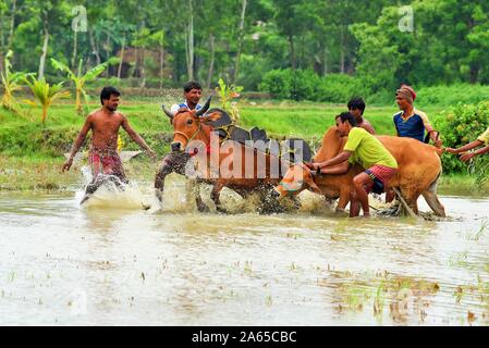 Moichara Herobhanga bovins race festival village, la gare de Canning, Bengale occidental, Inde, Asie Banque D'Images