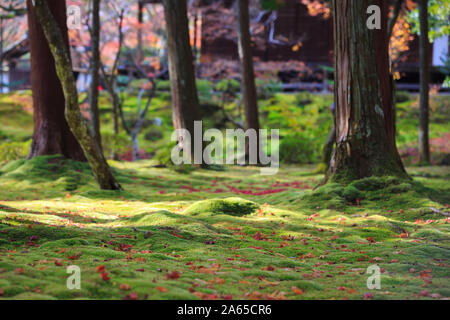 Feuilles d'érable rouge et violet tombant sur la prairie sous le soleil, des feuilles et de la mousse dans le jardin Banque D'Images