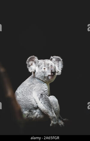 Koala sauvages assis sur une branche d'un arbre l'orientation portrait Banque D'Images