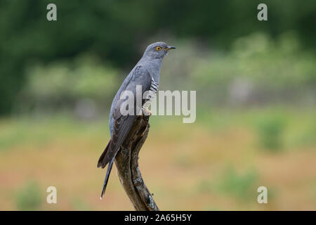 Cuckoo commun mâle (Cuculus canorus) sur un perchoir au printemps Banque D'Images