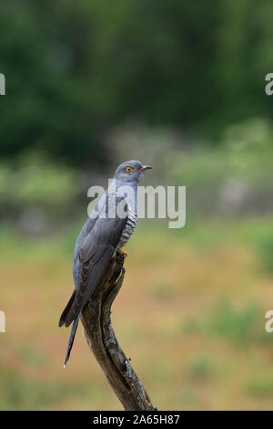 Cuckoo commun mâle (Cuculus canorus) sur un perchoir au printemps Banque D'Images