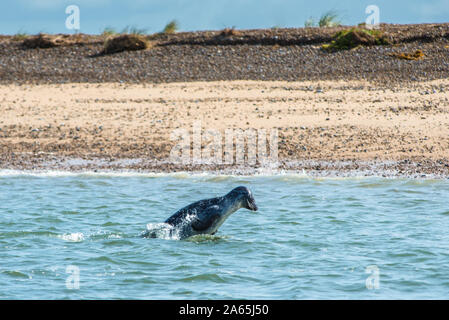 Gray et commun ou le Phoque commun (Phoca vitulina) sur la plage au point Blakeney Norfolk England UK Banque D'Images