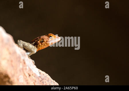Gros plan de la tête d'un agama à tête rouge sur fond noir, la Namibie, l'Afrique Banque D'Images