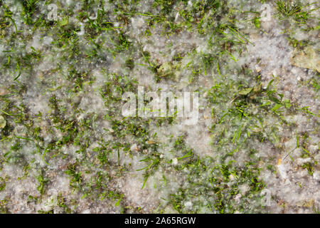 Populus) graines moelleux tapis sur l'herbe au printemps vue d'en haut Banque D'Images